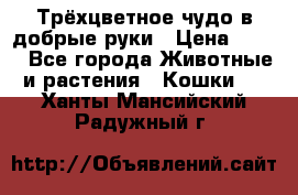 Трёхцветное чудо в добрые руки › Цена ­ 100 - Все города Животные и растения » Кошки   . Ханты-Мансийский,Радужный г.